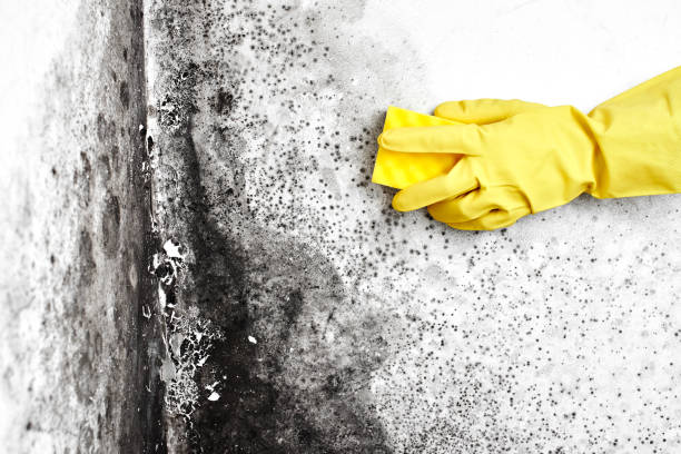 Best Industrial Mold Remediation in Judsonia, AR