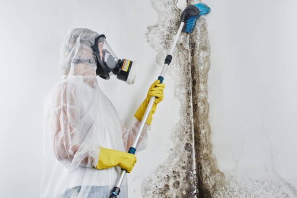 Best Post-Flood Mold Remediation in Judsonia, AR