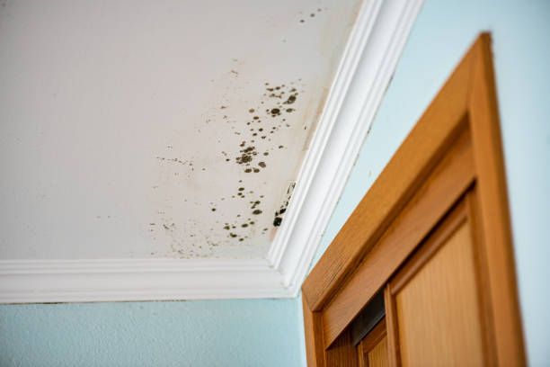 Best Residential Mold Remediation in Judsonia, AR