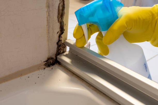 Professional Mold Remediation in Judsonia, AR