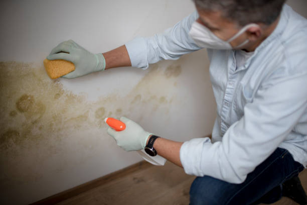 Best Mold Testing and Inspection Services in Judsonia, AR