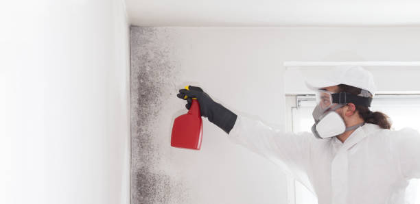 Best Commercial Mold Remediation in Judsonia, AR